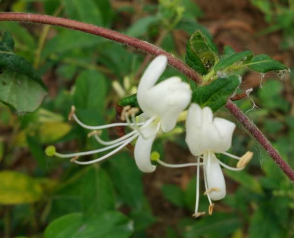 冯青松：鸳鸯藤=忍冬=金银花