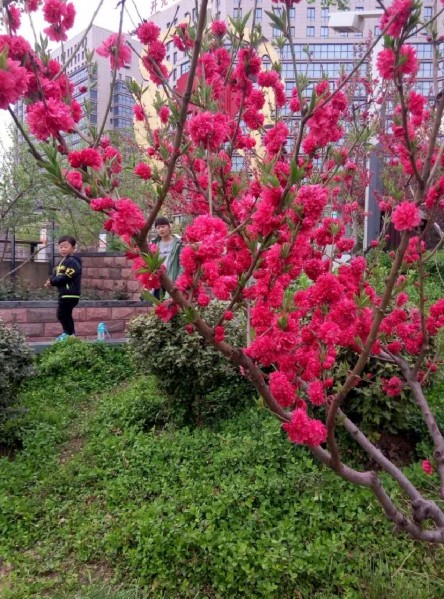 李桂芝：和谐广场的花