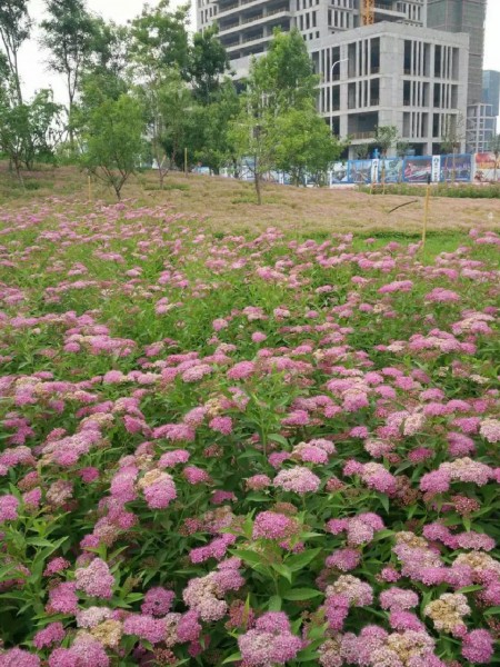 冯青松：花花世界随手拍